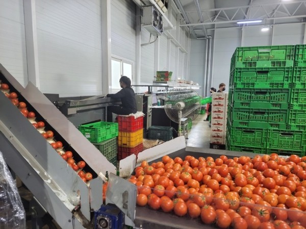 (사진:글로벌뉴스통신 황성배 기자) MZ 세대을 위한 캔디 (체리) 토마토 출시,선별및 기계화 자동포장 설비