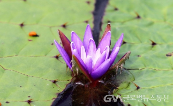 (사진: 이종봉생태사진작가) 강릉 경포호 수변 생태공원의 가시연꽃