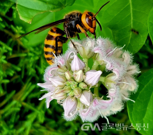 (사진: 이종봉생태사진작가) 아름다운 박주가리 꽃과 공생모습