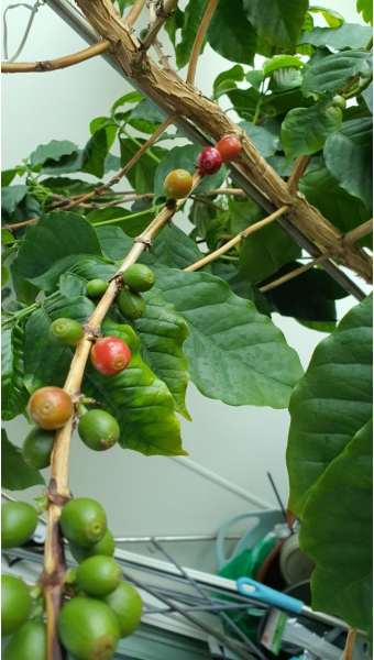 (사진:글로벌 뉴스 통신 황성배 기자) 커피 나무에 힌꽃 부터 시작해서 초록 열매 또 붉은 열매가 함께한다