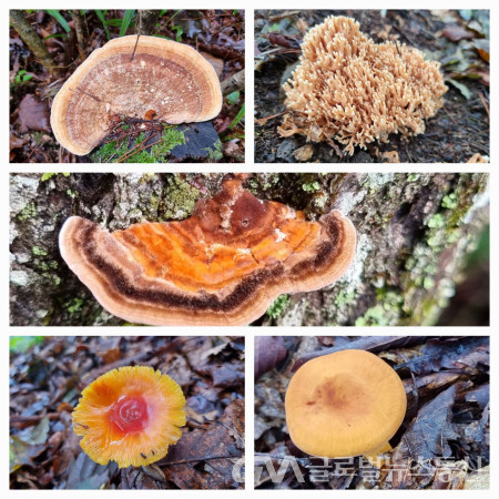 (사진 :구반회) 싸리버섯, 송편버섯,젖버섯, 달걀버섯, 등갈색송편버섯(사진은 상하방향)