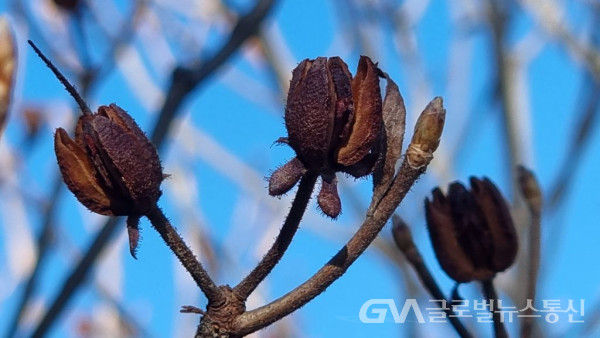 (사진:구반회)겨울철의 철쭉열매