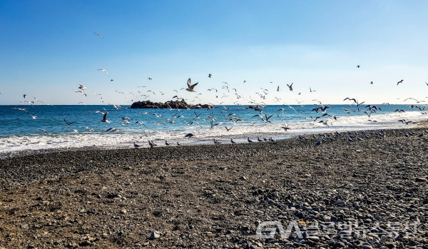 (사진 :김연묵사진작가) 경주 겨울바닷가의 철새및 문무대왕 수중릉 모습