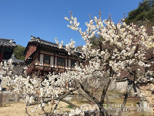 (사진제공:안동시) 봄의 전령 매화향 가득한 도산서원