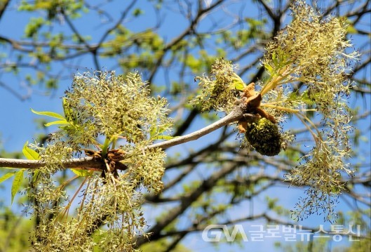 (사진:이종봉생태전문가) "들메나무" 수꽃 모습