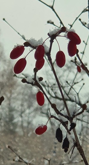 눈꽃 핀 산수유 붉은 열매