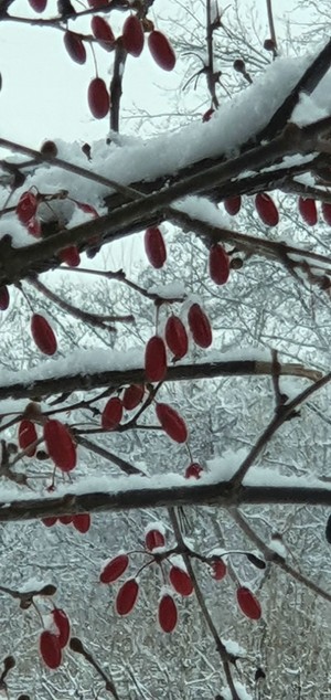 눈꽃 핀 산수유 붉은 열매