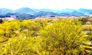 (사진: 김연묵사진작가) 봄의 전령인 "산수유 꽃"이 활짝, 멀리 지리산맥이--