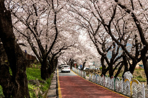 (사진 : 김연묵사진작가) 울창한 벚꽃가로수 모습