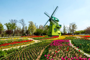 (사진:김연묵사진작가) "순천만국가정원"의 풍차와 아름다운 꽃들의 향연  