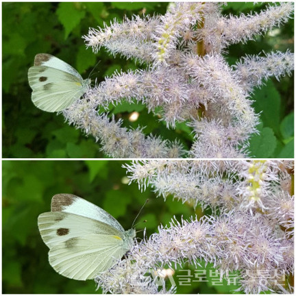 (사진제공 : 이종봉 작가) 노루오줌꽃과 대만흰나비