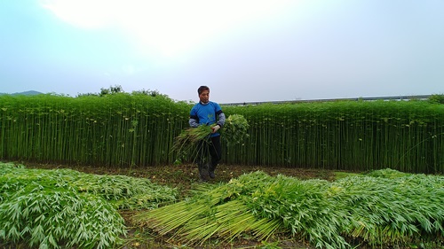 (사진제공:안동포정보화마을) 삼수확은 이른 새벽 4시부터 시작한다