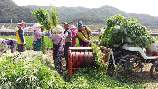 (사진제공:안동포정보화마을) 안동포마을 대마 수확 하는 모습