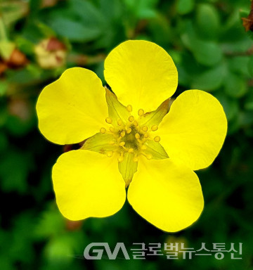 (사진제공: 이종봉작가) 노란 물싸리꽃 모습