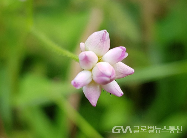 (사진제공 : 이종봉작가) 아름다운 며느리밑씻개 꽃