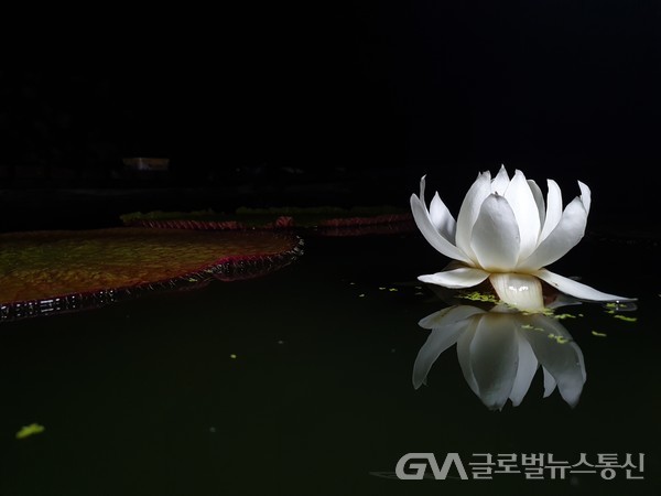 (사진제공: 수목원) 아마존 빅토리아 수련꽃의 1일차 야간 개화모습