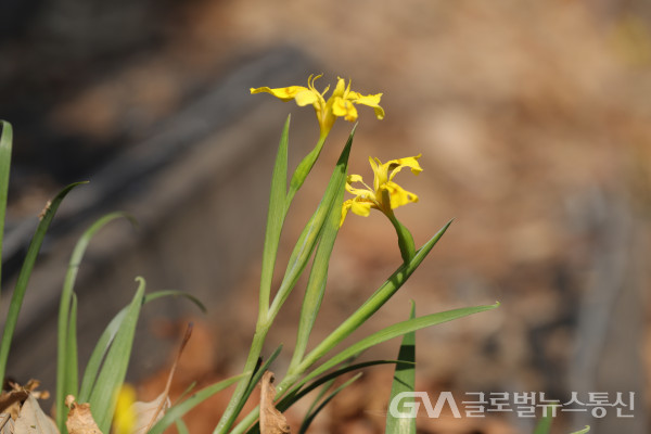 (사진제공:수목원) 봉화군 자생지내 노랑붓꽃 모습(2)