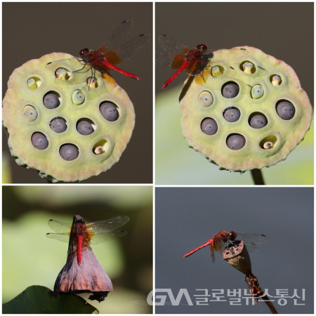 (사진제공: 이종봉 사진작가) 연꽃밥과 고추 잠자리의        아름다운 공생 모습들