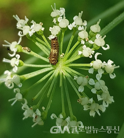 (사진제공: 이종봉 생태작가) 개발나물이 꽃이 피고 열매를 맺고 있는 모습과 애벌레 모습
