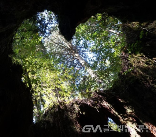 (사진: 김진홍 논설위원) 자연생태계의 아름다운 사랑 표시