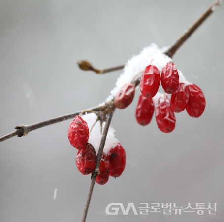 (사진: 이종봉작가) 눈이 살짝 덮혀있는 예쁜 산수유 열매