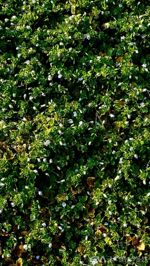 (사진: 글로벌뉴스통신 남기재 해설위원장) 풀밭에 하얀 점처럼 박힌 봄의 전령사 "큰봄까치꽃"
