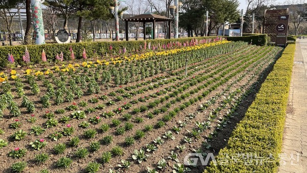 (사진제공:울진군)왕피천공원 봄맞이 꽃 단장 실시