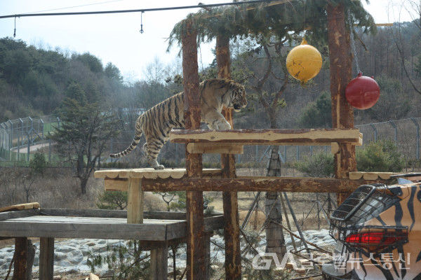 (사진제공: 수목원) 보완된 호랑이들의 놀이시설-2