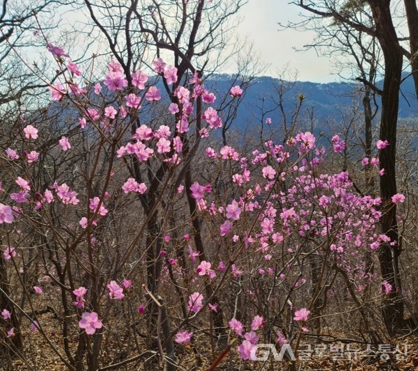 (사진제공: FKILsc 김진성 경영자문위원)안성 서운​산에도 진달래가 봄을 알리고.....,​