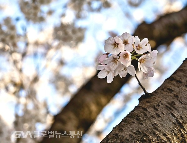 (사진제공: FKILsc 백명원 경영자문위원) 봄 입니다. 이곳 저곳에서 뛰어 나옵니다 벗꽃이......,