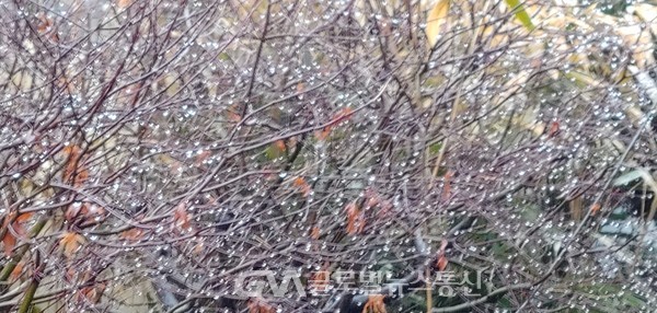 (사진촬영 : 글로벌뉴스통신 송영기 기자)생기 품은 나무가지 끝에 만개한 물방울이 꽃으로 피어 주렁주렁 아름답다