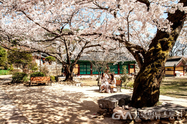 (사진촬영: 김연묵 사진작가) 계룡산의 천년사찰 신원사의 벚꽃모습