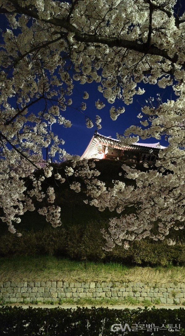  (사진제공: FKILsc 신현대 경영자문위원) 한 밤 벚꽃 정취를 더한 경포호대 주변 야경.