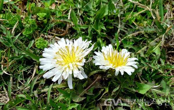 (사진제공: 글로벌뉴스통신DB) 봄날 청초한 흰민들레 꽃