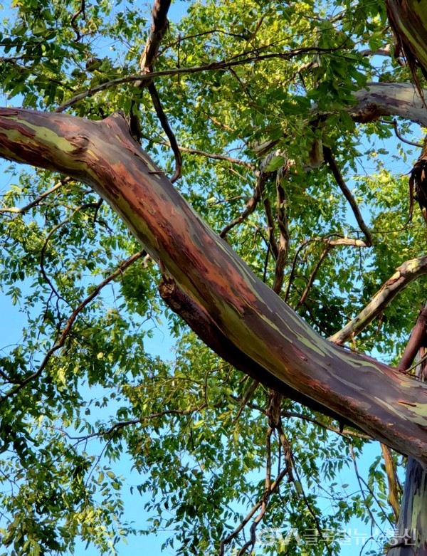 (사진제공: Jane Nam) 화려한 색깔을 가진 무지개나무Rainbow Eucalyptus라 불리는 ‘유칼립투스 디글럽타Eucalyptus deglupta나무