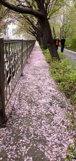 (사진: 글로벌뉴스통신 남기재 해설위원장) 휘날리는 꽃잎 속에, 우린 꽃길을 걷는다.