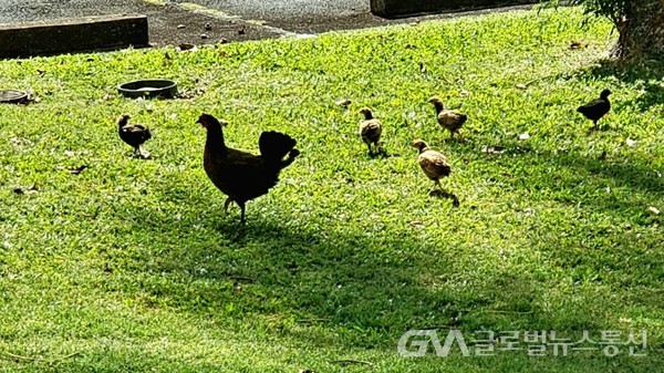 (사진제공:Jane Nam) Maui 풍경1 - 겁없이 길까까지 산책(?)나온 야생 산닭 가족
