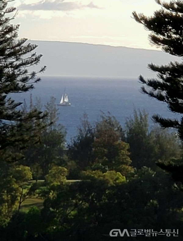 (사진 : Jane Nam제공) Maui 풍경-2- 어딜가나 쿡 소나무Cook Pine가 둘러처 있다