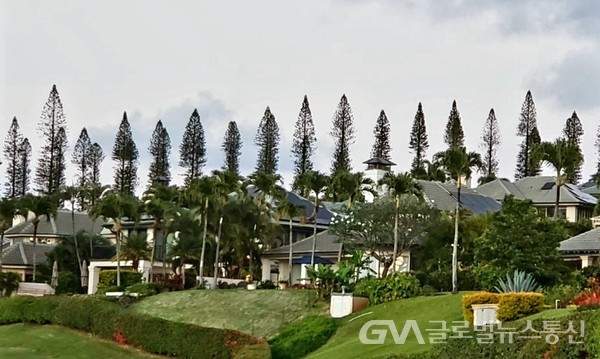 (사진 : Jane Nam제공) Maui 풍경-2- 방풍림처럼 마을을 둘러 친  쿡 소나무Cook Pine