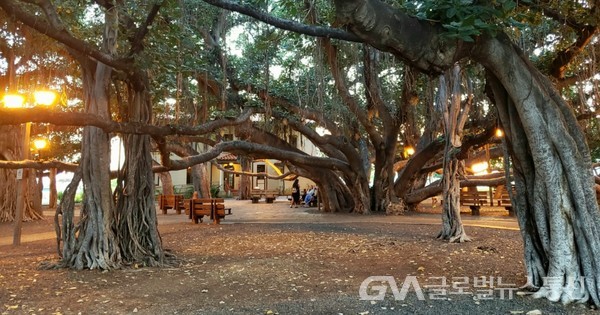(사진제공 : Jane Nam) 한그루 반얀나무가 이뤄낸 banyan tree Court yard