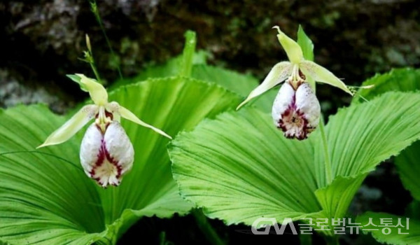 (사진촬영: 이종봉작가) 세계적으로 희귀한 한국 토종식물 요강꽃의 아름다움