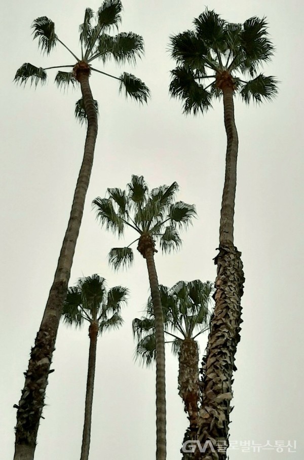 (사진제공: Jane Nam) 그림같은 Palm tree.
