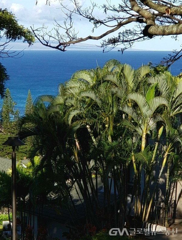 (사진제공: Jane Nam) 바닷가에 둘러친 방풍림같은 Palm tree