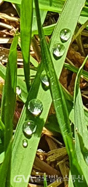  (사진: 글로벌뉴스통신 남기재 해설위원장)지난 해 묵은 잎누렇게 깔린 바닥 위에 솟아 난 연초록 새잎 위에 선보인 영롱한 물방울