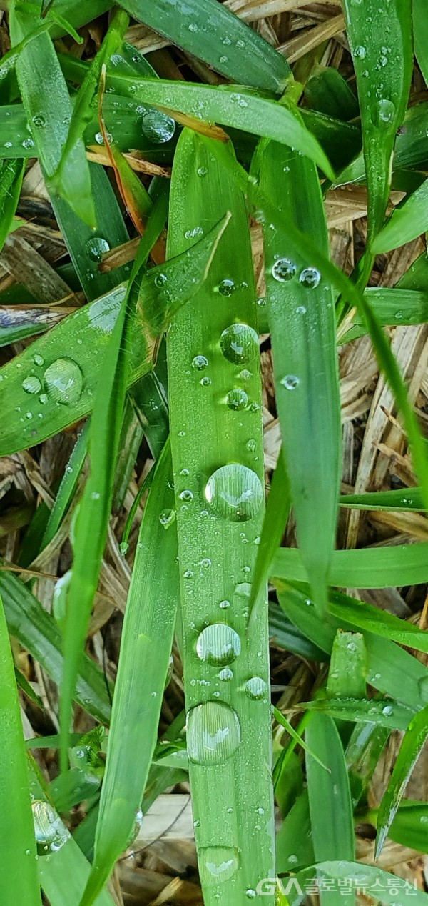 (사진: 글로벌뉴스통신 남기재 해설위원장)이른 아침, 잔디 잎 위에 선보인 영롱한 물방울