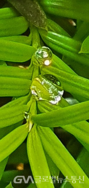 (사진:글로벌뉴스통신 남기재 해설위원장) 주목 잎파리 위에서 반짝이는 물방울, 영롱함이 보석 같다 