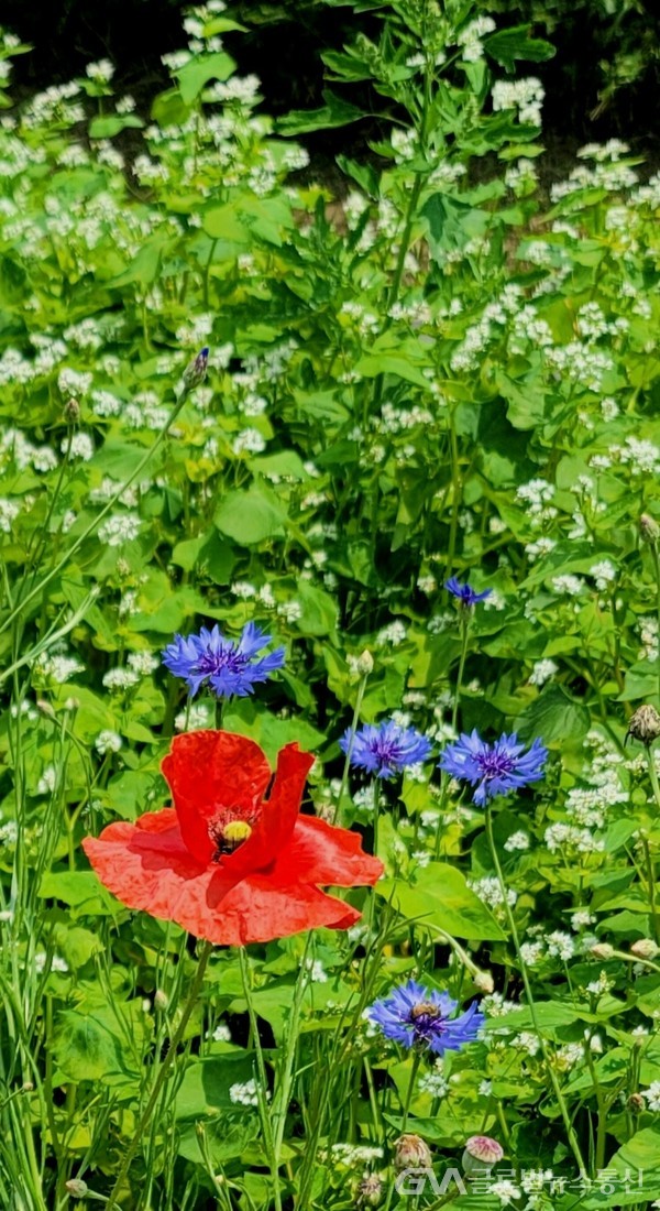 (사진제공 : 민현선 ) 하얀 메밀꽃으로 밑그림 그린 초록밭에 붉은 양귀비, 보랏빛깔 수레국화가 그 빛을 뽐낸다