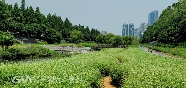 (사진제공 : 민현선 ) 양재천 수변 초록빛깔 꽃밭을 메운 하얀 메밀꽃