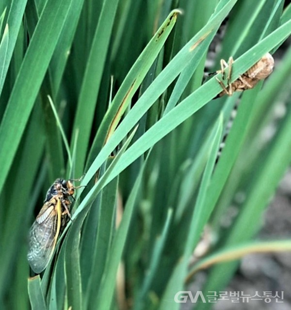 (사진제공: Princeton거주 Dr. Helen Nam) 미국의 동남부를 중심으로한 이곳에 17년 만에 몰려온다는 '주기매미(Periodical cicadas)' 출현으로 온동네가 매미 천국이 됐다.