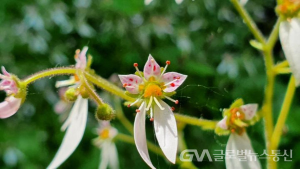 (사진촬영: 구반회)구반회의 자연생태 탐사중 만난 예쁜 "바위취"꽃
